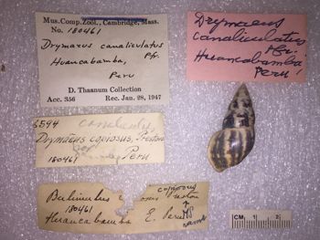 Media type: image; Malacology 180461 Description: 180461_Drymaeus_canalieulatus image;